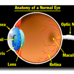 Vision Basics: How Does Your Eye Work?