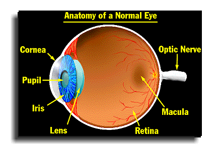 Vision Basics: How Does Your Eye Work?